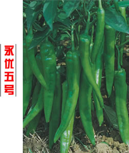 永優(yōu)五號