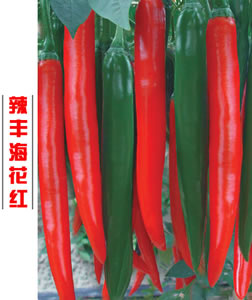 辣豐?；t