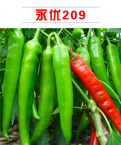 永優(yōu)209