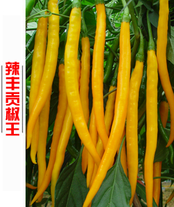 辣豐貢椒王